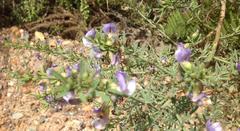 Psoralea axillaris