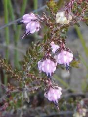 Erica amphigena