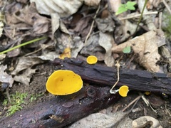 Sarcoscypha korfiana