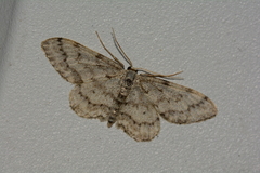 Idaea obliquaria