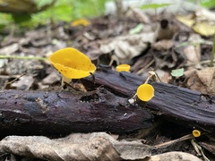 Sarcoscypha korfiana