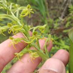 Habenaria novemfida