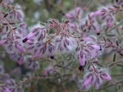 Erica eriocephala