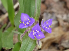 Tradescantia