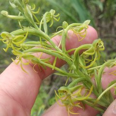 Habenaria novemfida