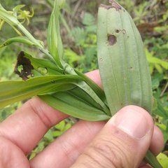 Habenaria novemfida