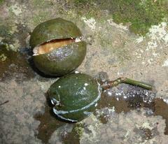 Tabernaemontana ventricosa