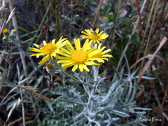 Senecio arechavaletae