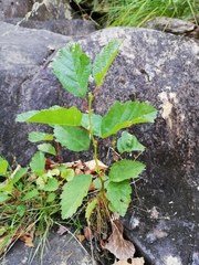 Alnus lusitanica