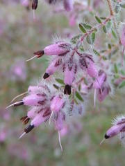 Erica eriocephala