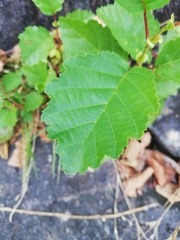 Alnus lusitanica