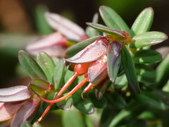 Darwinia citriodora