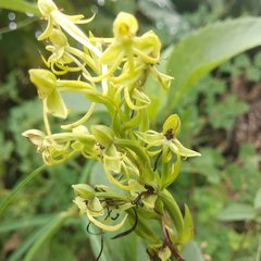 Habenaria novemfida