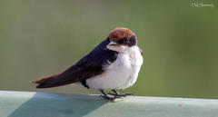 Hirundo smithii smithii