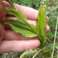 Habenaria novemfida