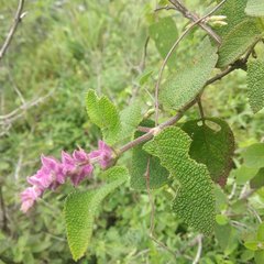 Salvia lasiantha