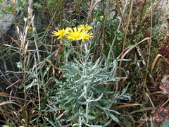 Senecio arechavaletae