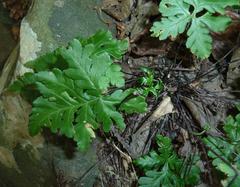 Doryopteris concolor