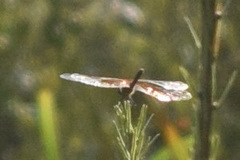 Sympetrum semicinctum