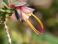 Darwinia citriodora