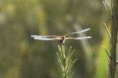 Sympetrum semicinctum