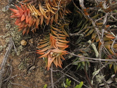 Astroloba rubriflora
