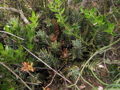Astroloba rubriflora
