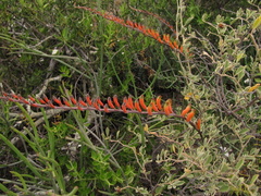 Astroloba rubriflora
