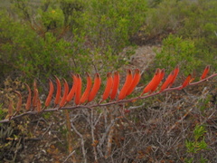 Astroloba rubriflora