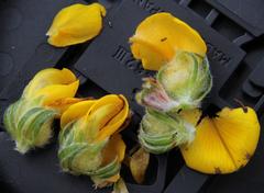 Aspalathus triquetra