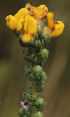 Aspalathus triquetra