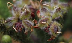 Aspalathus triquetra