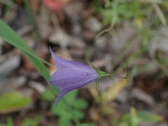 Campanula petiolata