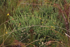 Aspalathus triquetra