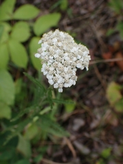Achillea millefolium borealis