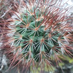 Mammillaria hamata