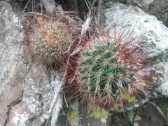 Mammillaria hamata