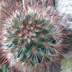Mammillaria hamata