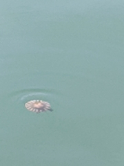 Chrysaora chesapeakei