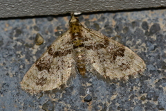 Chloroclystis v-ata