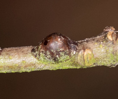 Parthenolecanium corni