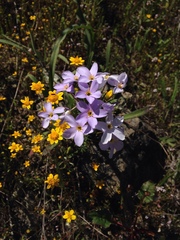 Leptosiphon parviflorus