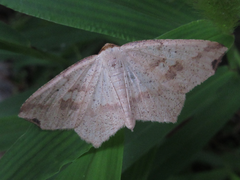 Pareclipsis gracilis