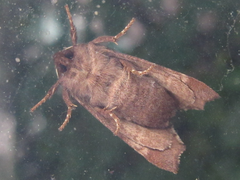 Gonoclostera timoniorum