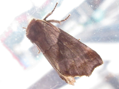 Gonoclostera timoniorum