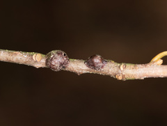 Parthenolecanium corni