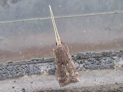 Halolaguna sublaxata