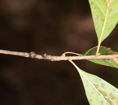 Parthenolecanium corni