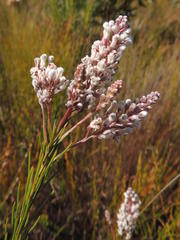 Spatalla racemosa