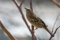 Passer domesticus